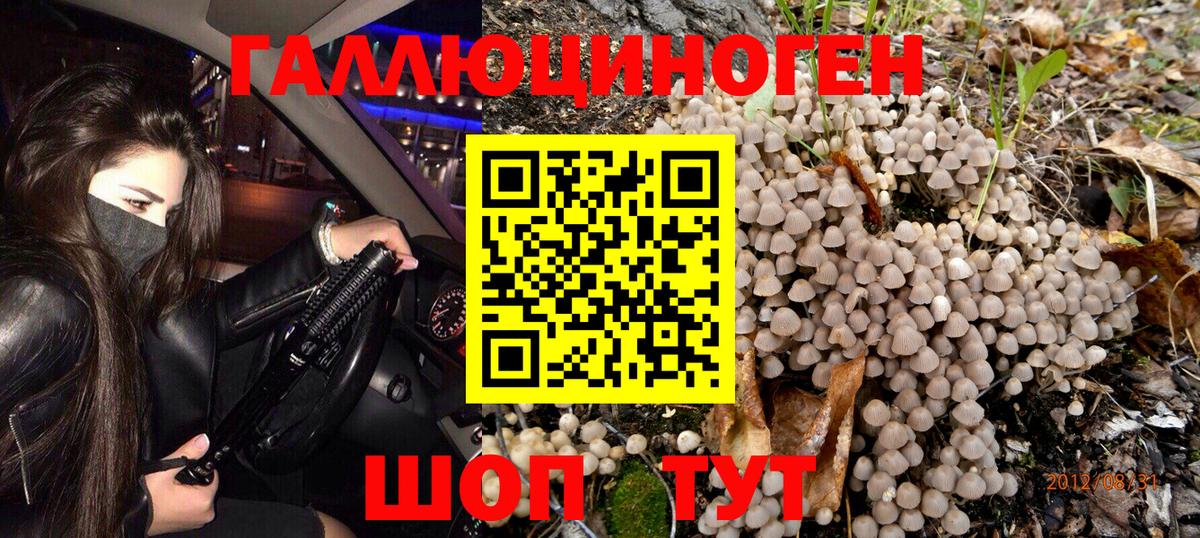 Псилоцибиновые грибы Psilocybe Родники